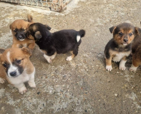 TabbiundGeschwister1