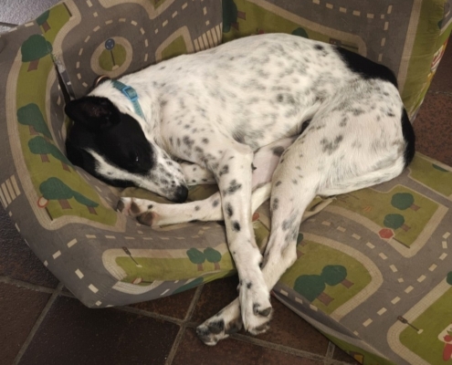 Rosie (10)