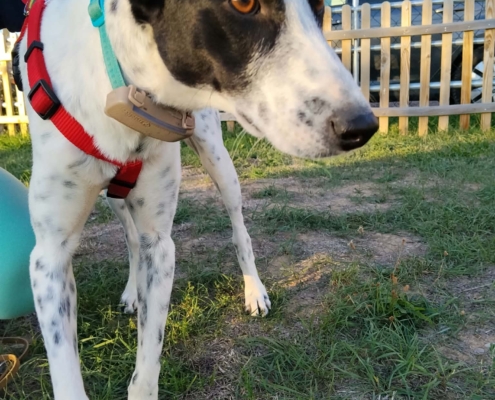 Rosie (3)