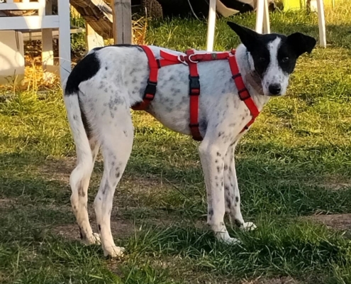 Rosie (4)