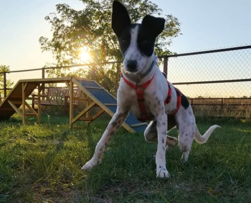 Rosie (5)