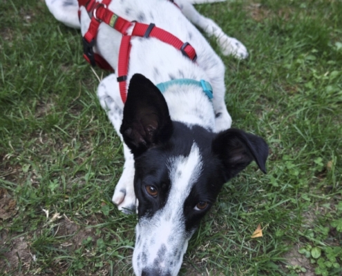 Rosie (8)