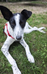 Rosie (9)